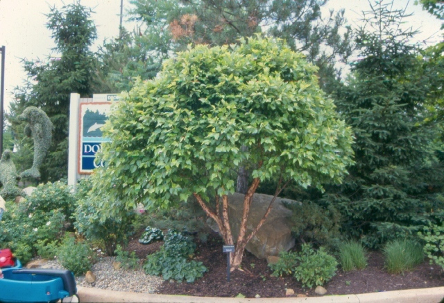 Fox Valleyâ„¢ River Birch tree